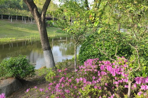 金楊新村六街坊居住體驗與市場觀察 優勢、不足及經紀人視角